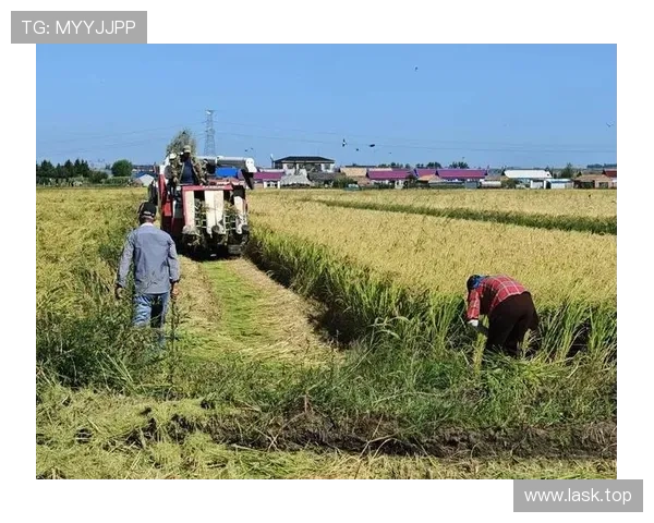 农民企业家如何在新时代背景下推动乡村振兴与农业现代化发展